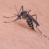 Ondas de calor e chuvas intensas aumentam os casos de dengue em Campinas