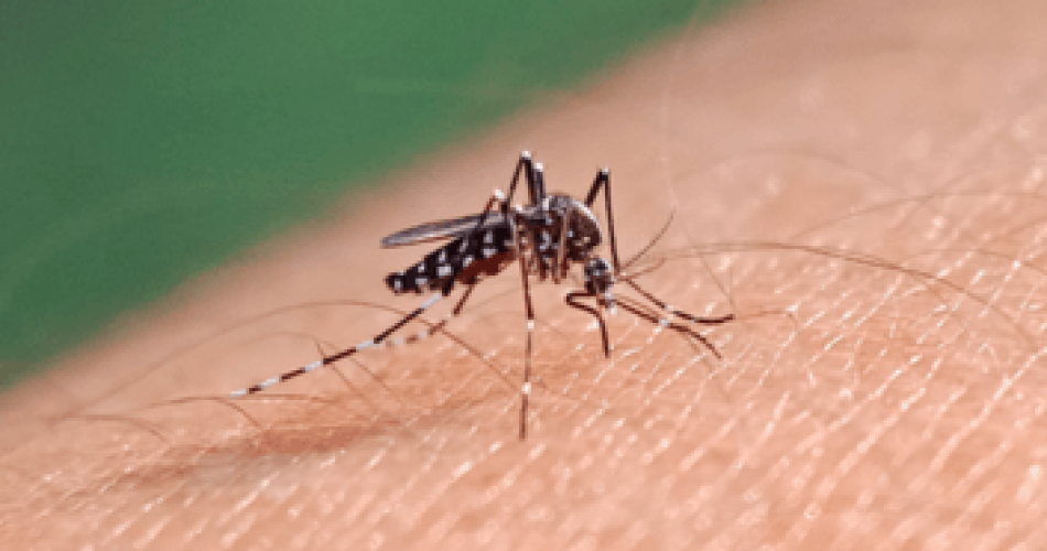 Vacina Dengue SUS