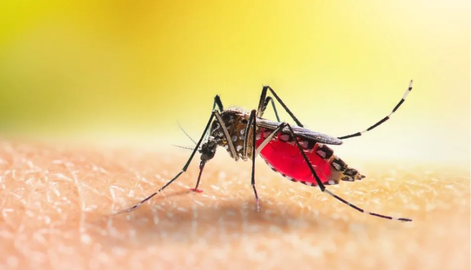 Risco de infestação do Aedes aegypti atinge quase metade dos municípios avaliados