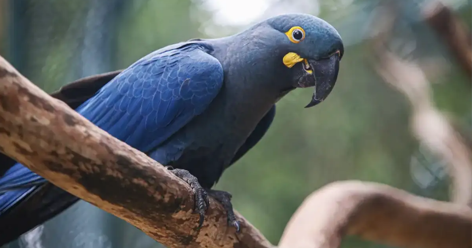 ANIMAIS EXTINÇÃO